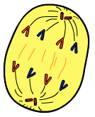 anaphase