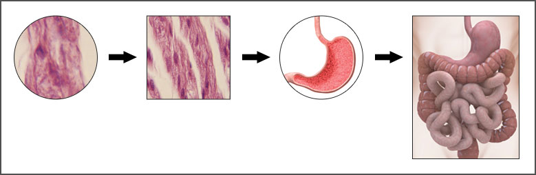 single cell combining with multiple cells to form muscle tissue then cells combine to form organs and organ systems