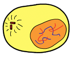 interphase