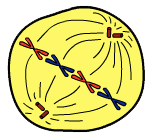 metaphase